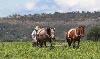 Aumento de precio del fertilizante UREA: más dificultades para los campesinos