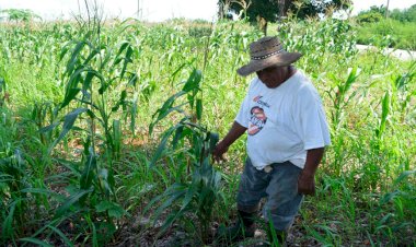 Crisis económica afecta más a los pobres del campo quintanarroenses