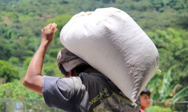 No hay maíz para los pobres