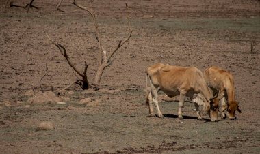 La historia de la sequía se vuelve a repetir