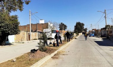 Mejoran entorno de áreas verdes con 50 arbolitos