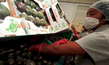 Unidades de producción campesina en peligro por Cuarta Transformación