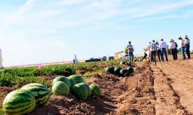 Ciclo agrícola 2022 de la producción de melón y sandia: Ausencia de las autoridades.