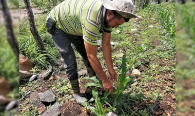 Producción de maíz a la baja en Tacámbaro