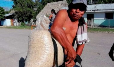 Alarma desabasto de maíz en la Zona Maya de Tulum