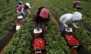 Jornaleros agrícolas de Jalisco, víctimas de explotación y esclavitud