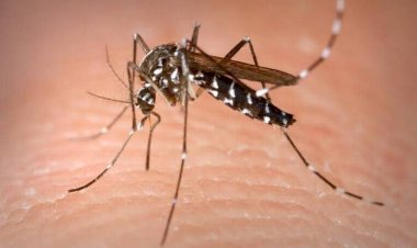 Autoridades morenistas, ausentes ante aumento de dengue en Culiacán