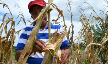 En crisis, la agricultura en Quintana Roo