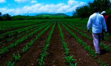 Se movilizarán en Chilpancingo campesinos de la Costa Chica 