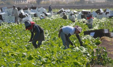 Los jornaleros agrícolas: pobres entre los pobres