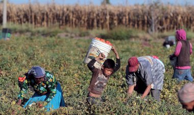 Las precarias condiciones de los jornaleros