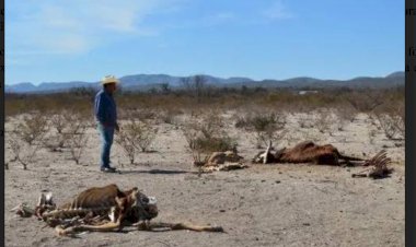 El campo de Nuevo León en sequía y sin apoyos
