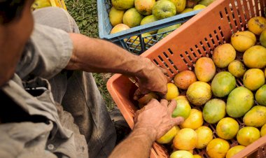 Los productores de mango y la necesidad de la unidad