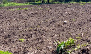 Alarmante sequía en Cuayuca, advierten campesinos