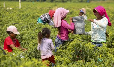 Los trabajadores agrícolas del Sur de Jalisco