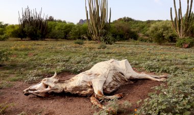 Sequía y sus peores consecuencias