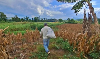 Olvidados, los trabajadores del campo en Tuxtepec