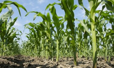 La lucha de los productores de maíz en el gobierno de la 4T