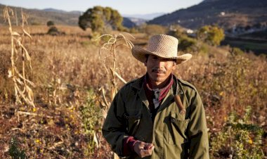 Lento genocidio aplica la 4T al campo mexicano