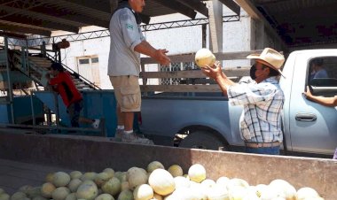 La situación de los productores de melón en La Laguna