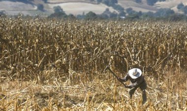 Campesinos, los más afectados por ola de calor en la Huasteca