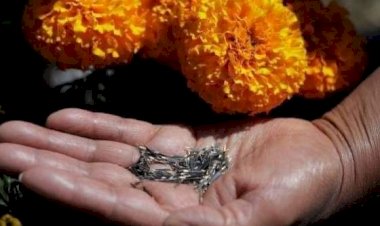 Sequía amenaza siembra de cempasúchil en Xantolo