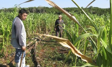 El campo de Yucatán, en riesgo por el escaso apoyo oficial