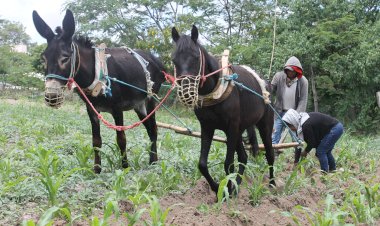 La agricultura tradicional, de la nostalgia a la competitividad