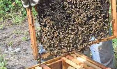 Entre “coyotes” y desatención oficial, apicultores de Guerrero luchan por reactivar su economía