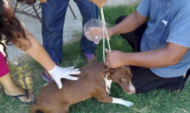 Antorchistas vacunan en su colonia a mascotas contra la rabia