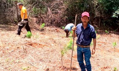 Antorchistas realizan jornada de reforestación en Ario de Rosales