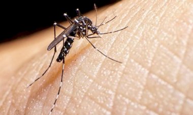 Urge contener la oleada de dengue en Quintana Roo