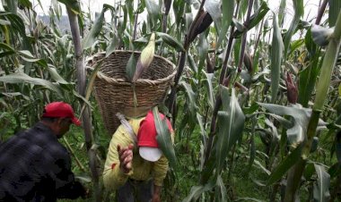 Lejos de la soberanía alimentaria; México tiene hambre