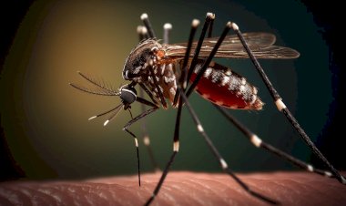 REPORTAJE | Crisis de dengue en México se agrava y contradice discurso oficial