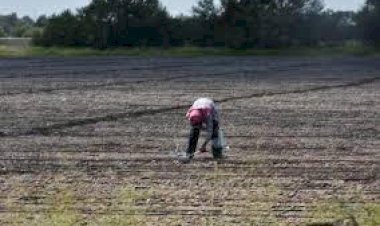 Sequía continúa golpeando a la agricultura y ganadería en Guanajuato