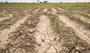 Sequía empeora la pobreza en Lagos de Moreno