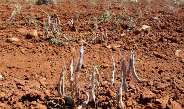 Aflige a campesinos la falta de cosechas en Zacatecas