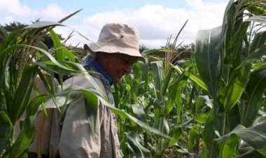 En crisis la agricultura de Quintana Roo
