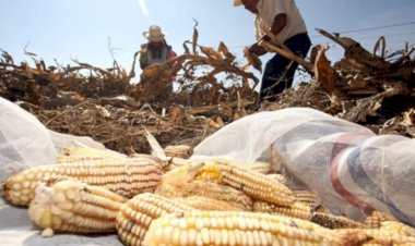 Otro desastre con sello 4T: la caída en producción de maíz