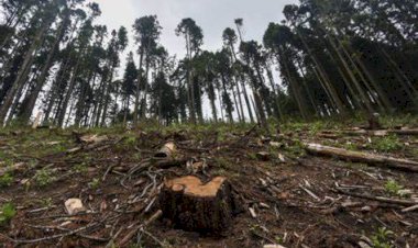 Tala clandestina de árboles en la zona de los volcanes afecta ecosistema