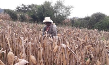 Peligra el campo en Chiapas