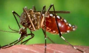 Alarmante aumento de infectados por dengue en Tabasco