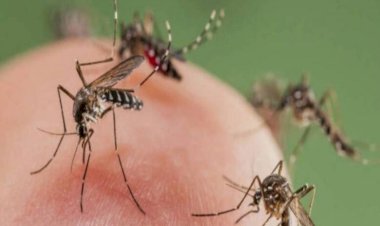 Debemos asumir que hay epidemia de dengue en Los Cabos: Antorcha