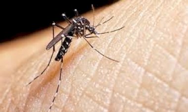 Aumentan casos de dengue en Tamaulipas