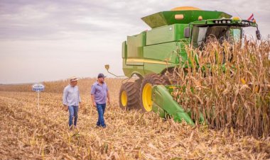 Pierde Jalisco capacidad en siembra de maíz