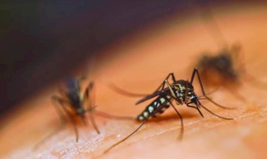 Yucatecos alerta por contagios de dengue