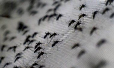 Dengue crece en Campeche: supera 7 veces cifras de 2023
