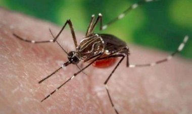 Dengue amenaza nuevamente en Bolonchén