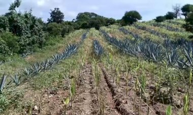 Plagas y mal gobierno afectan a campesinos sierreños de Oaxaca