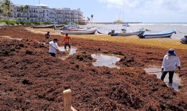 Sargazo, consecuencia del cambio climático